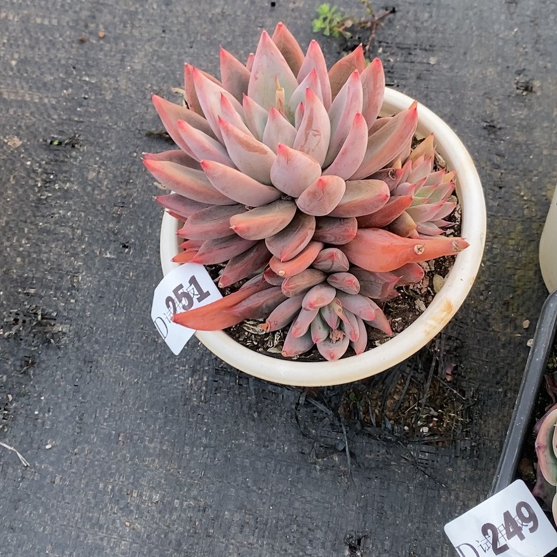 会****?251圣徒多肉植物