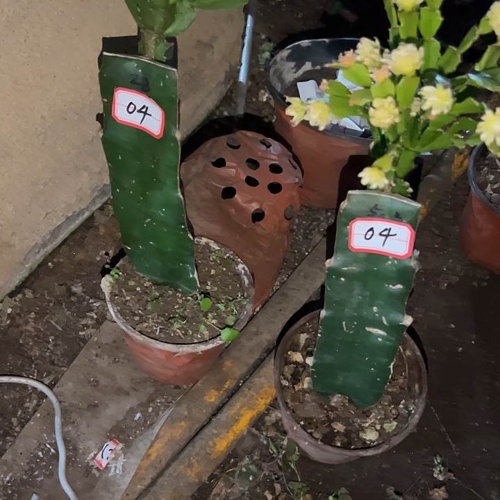 *****，04号带盆050.028