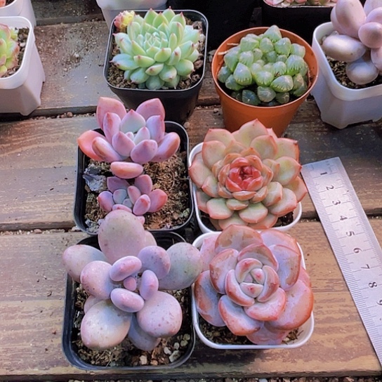 奥普。桃美人。太妃糖。琴心