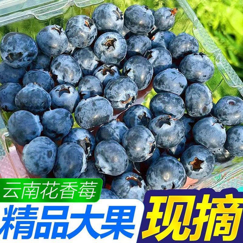 正宗高山花香蓝莓新鲜时令水果脆甜多汁整盒精选孕妇宝宝辅食整箱