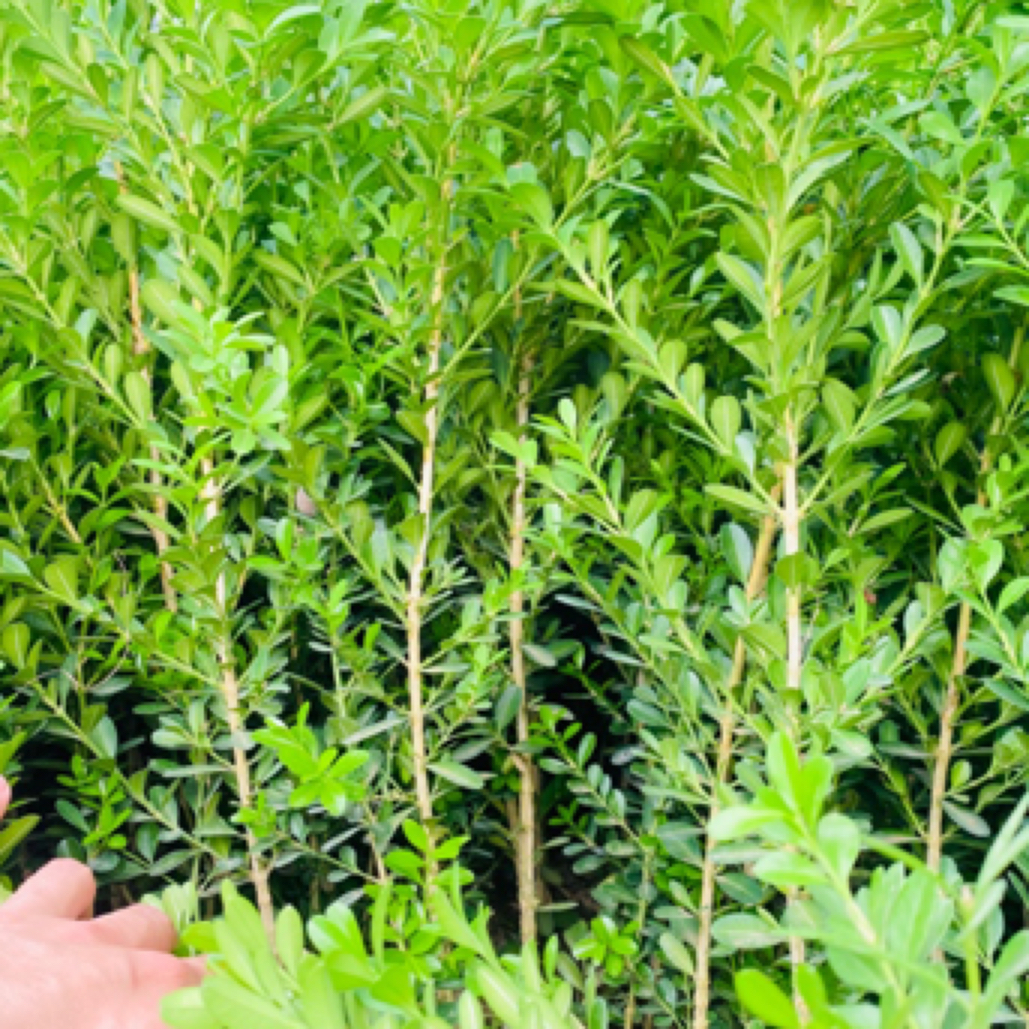 沂蒙山小叶瓜子黄杨石楠花树苗耐旱耐旱山蚂蟥瘤枝卫矛图片绿植