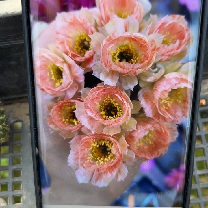 48丽花67歪无根侧芽4公分左右20包邮