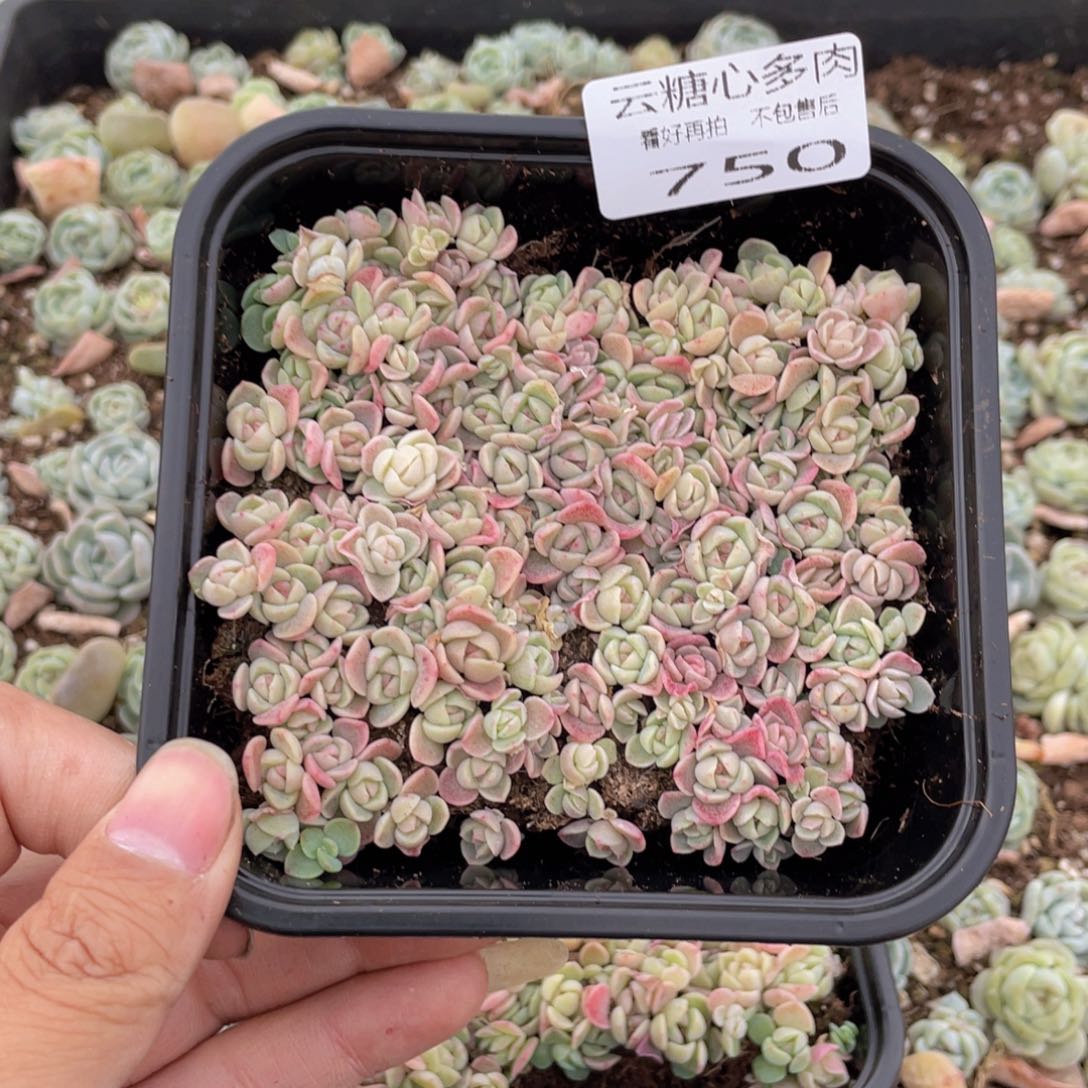 机****儿云糖心多肉植物750