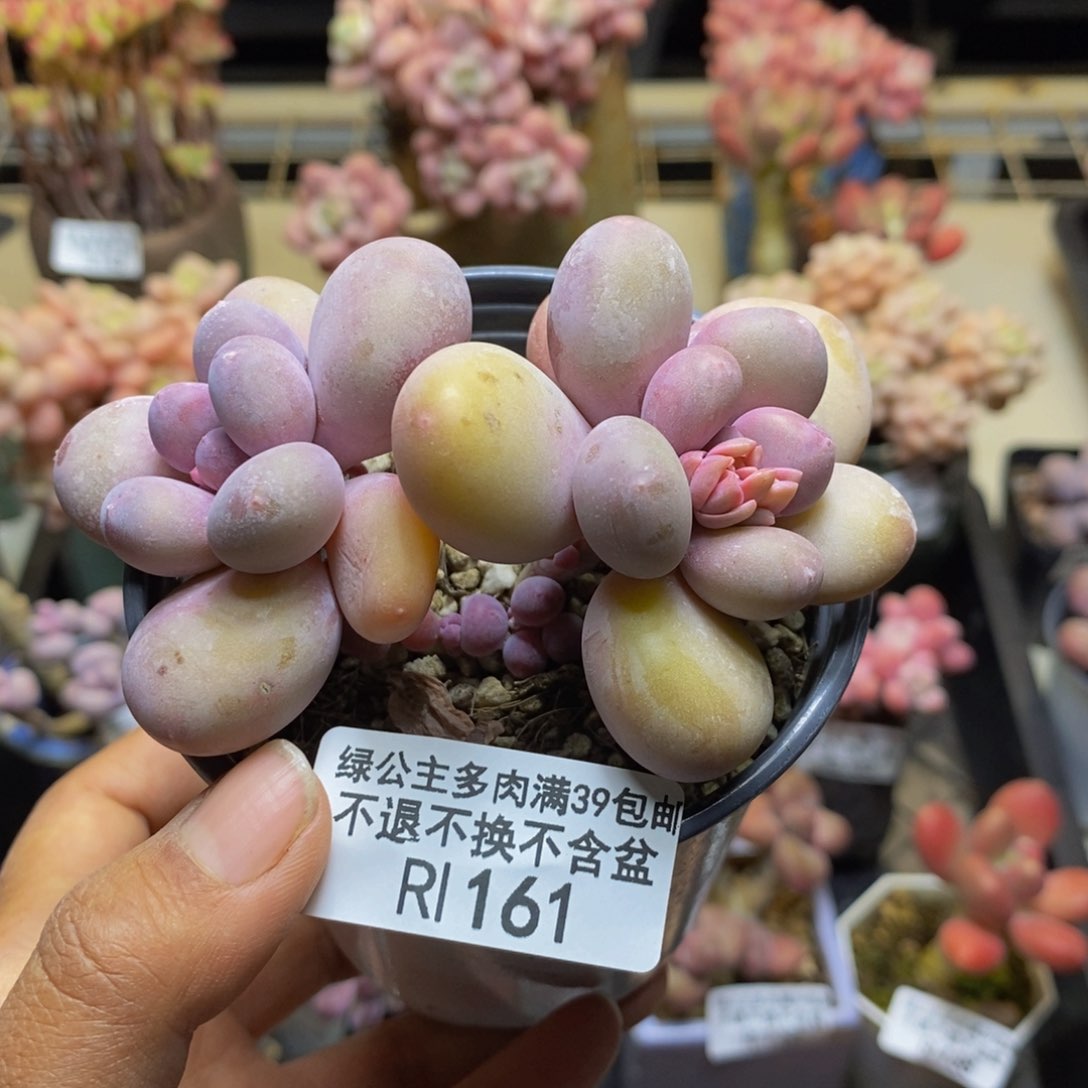 161蛋黄奶多肉7c m