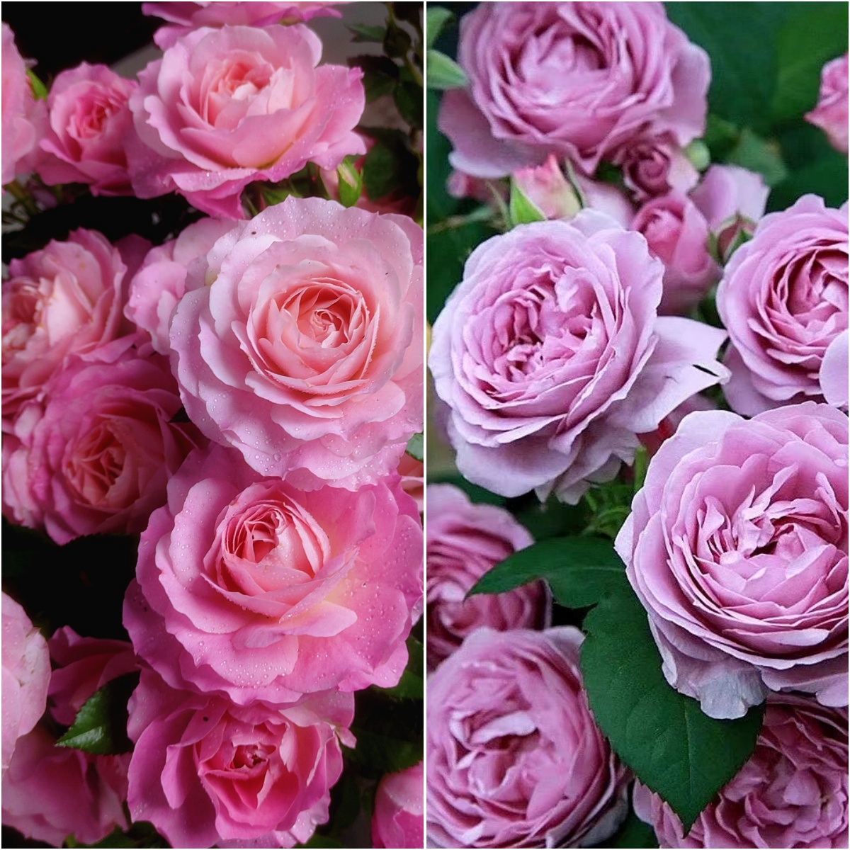 李氏【蓝色风暴＋海神王】大花浓香阳台四季爆花盆栽地栽花园庭院