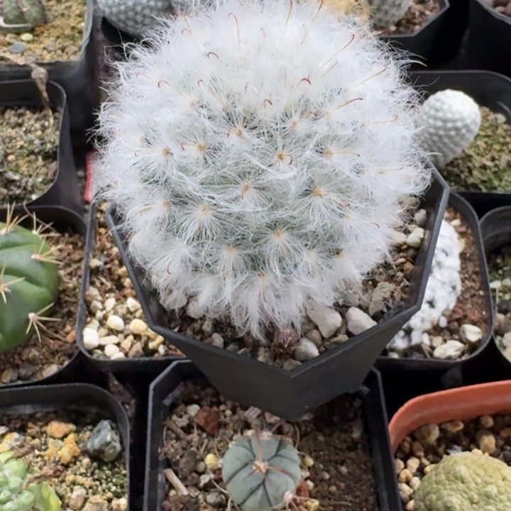 蜜***甜白云高砂实生仙人球 