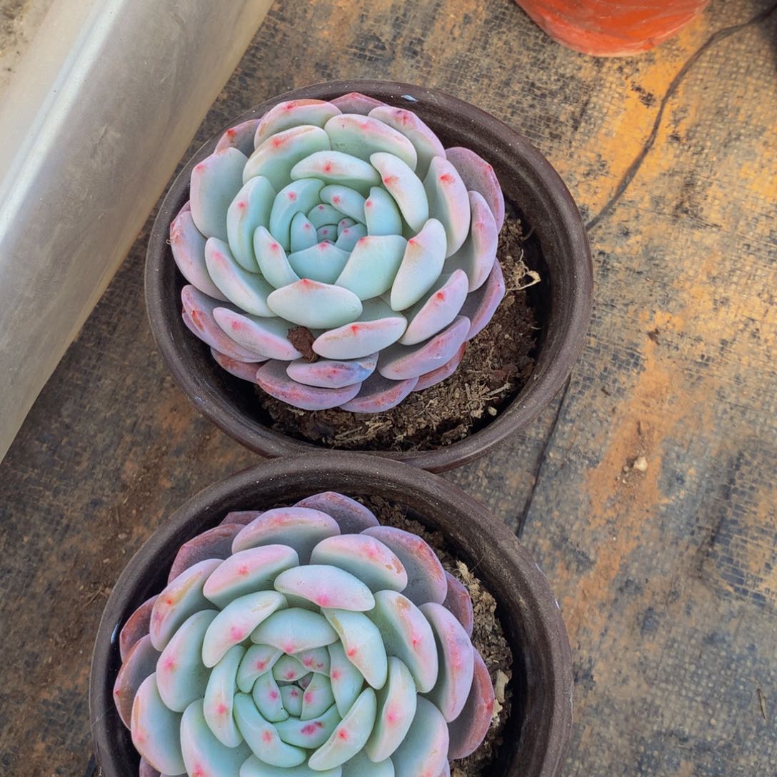 单头橙梦露多肉植物