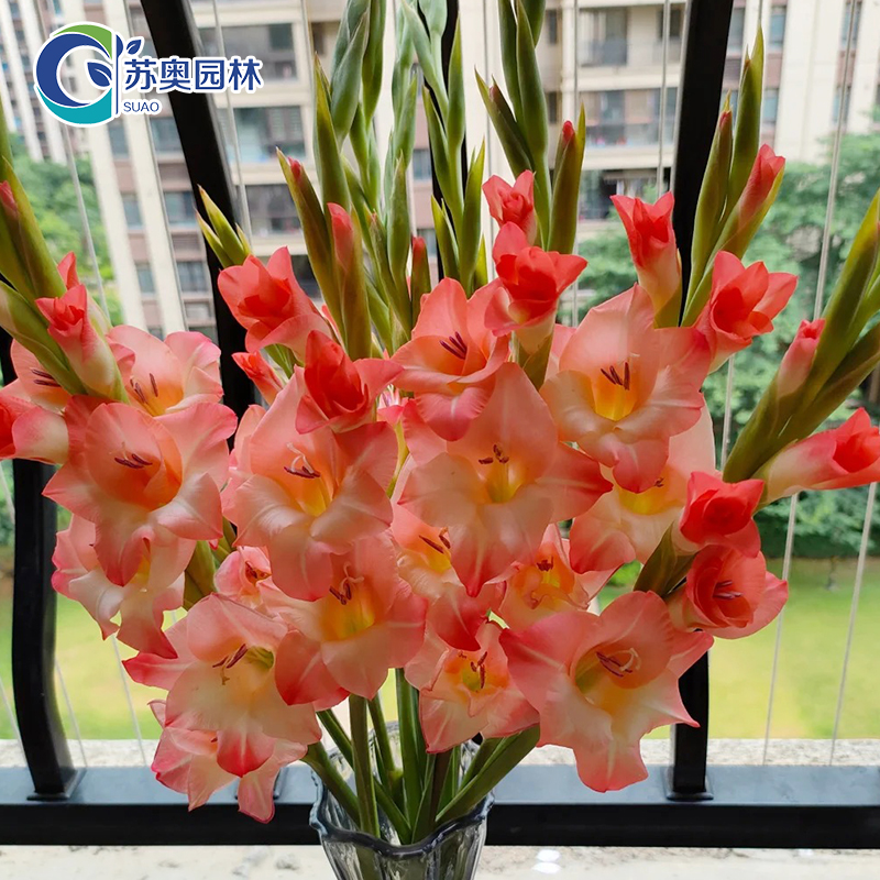 5颗【阳光橙】唐菖蒲剑兰种球进口球根花卉阳台室外庭院盆栽四季