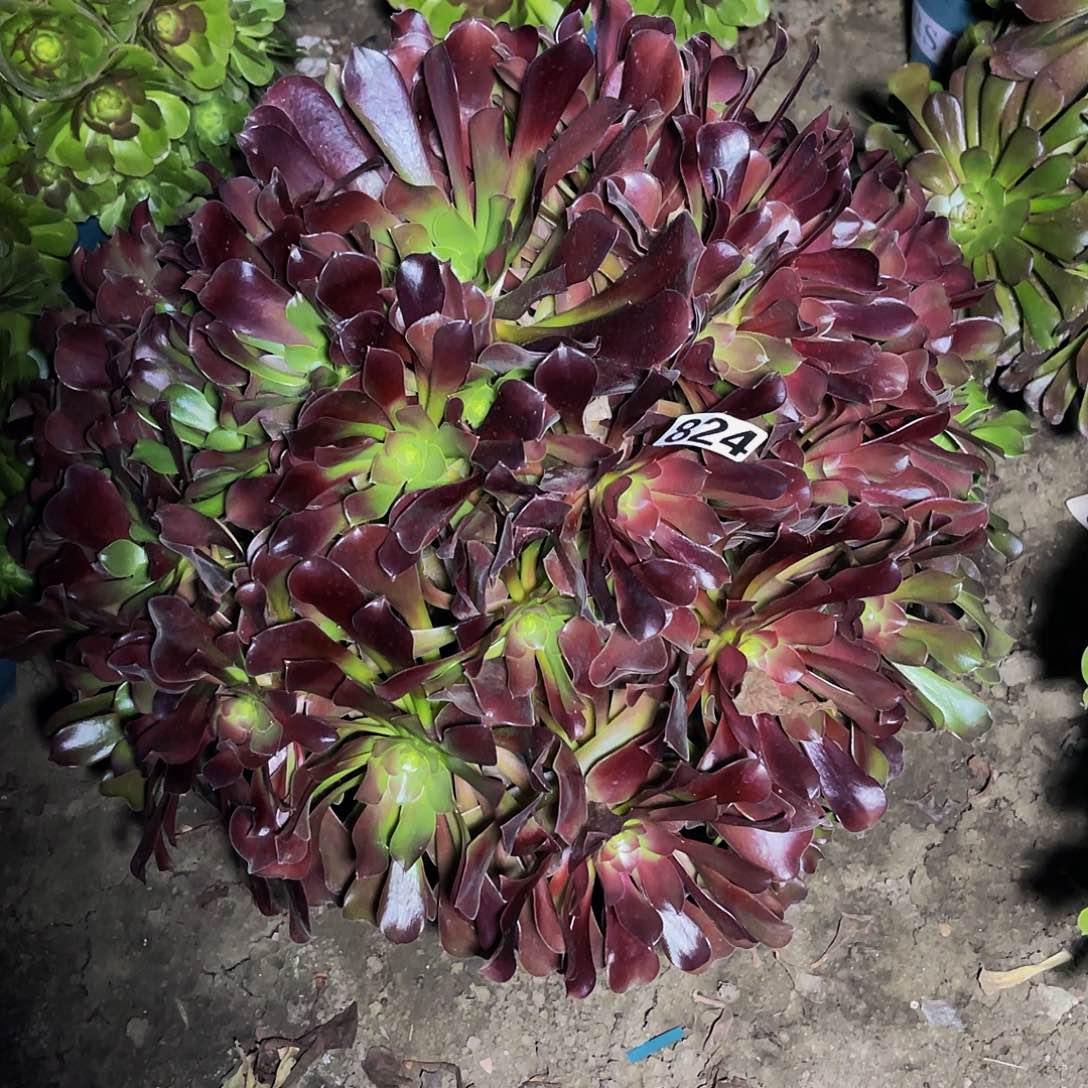 法师法师13/25包邮法师