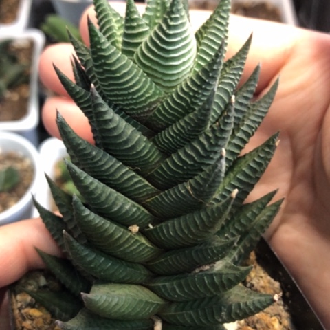 白马母本带盆发货哈哈哈哈哈