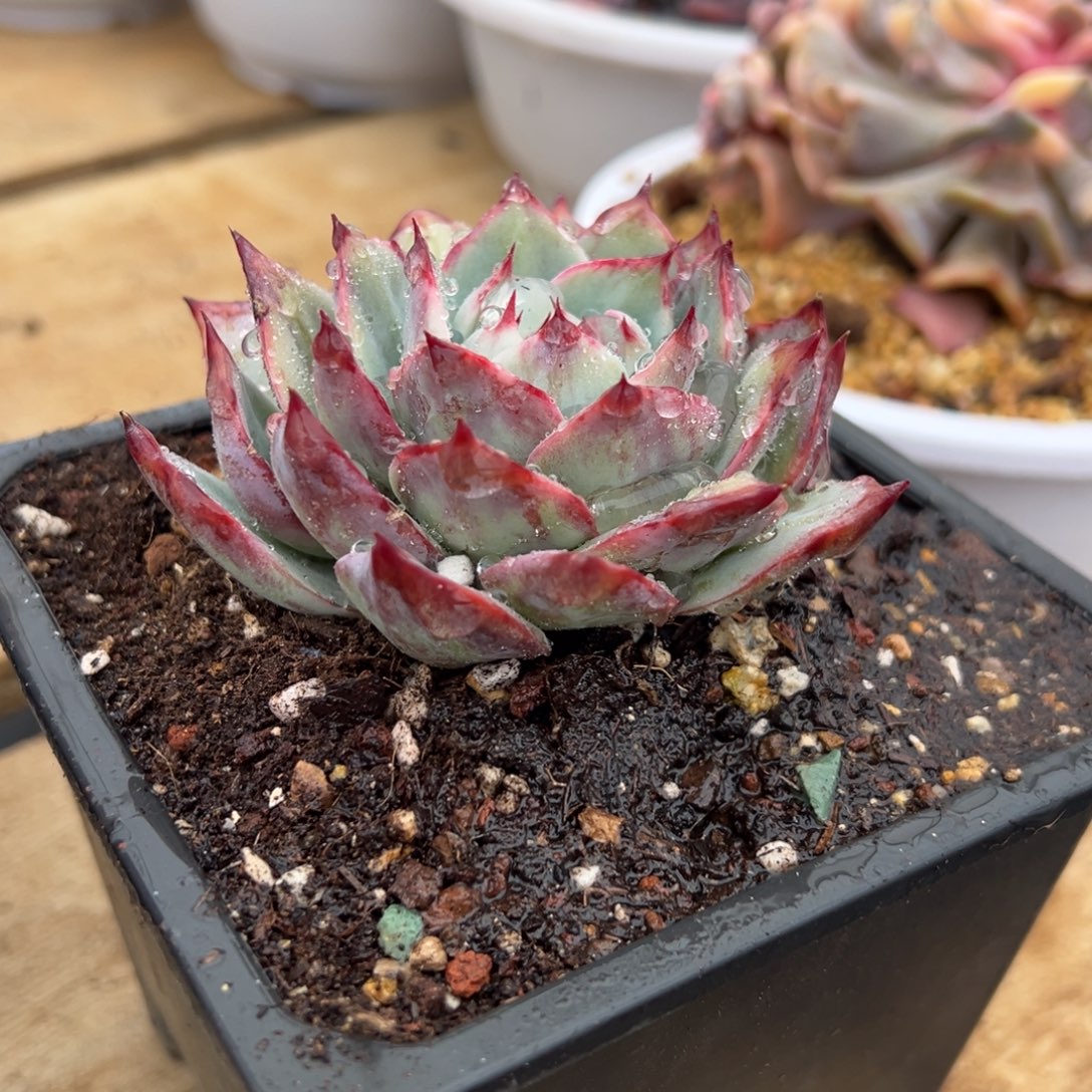 惊鸿仙子 不单独发货