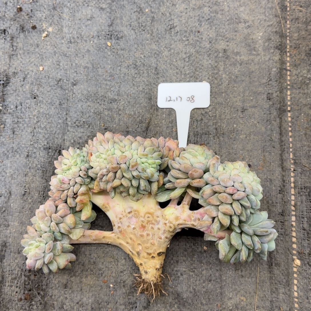 一物一拍冰橙缀化08