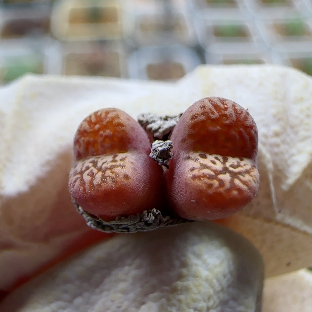 1-12-228当天满58包邮马克杂0.6左右多肉脱土