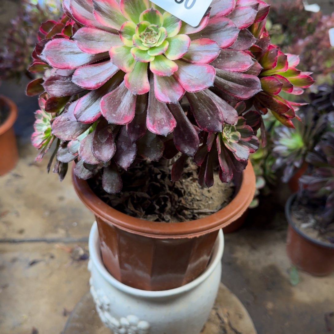 850黑金刚法师多肉