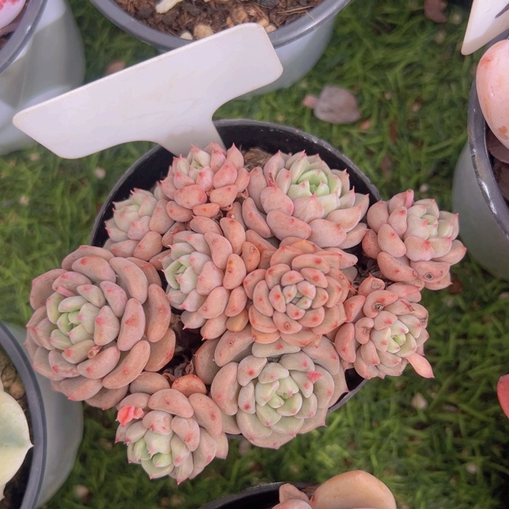 健健康康平平安安