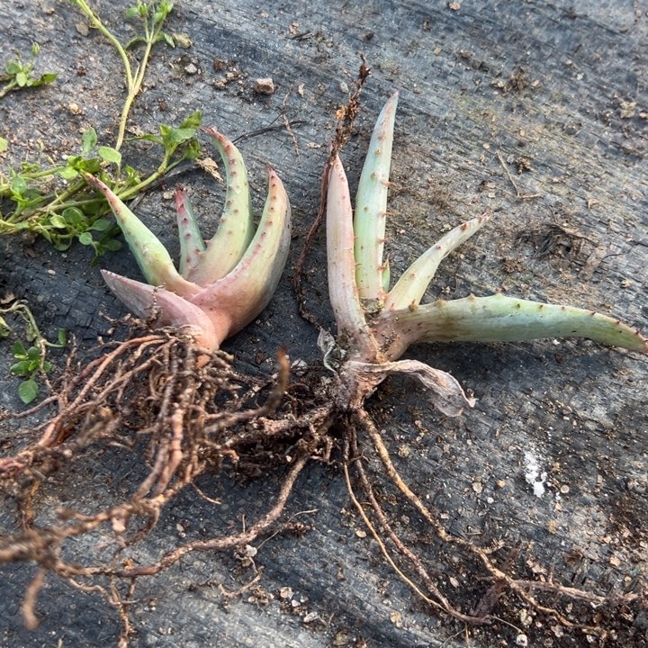 两颗好望角，一物一拍