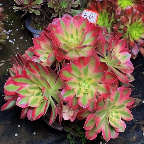 男神老桩法师60链接