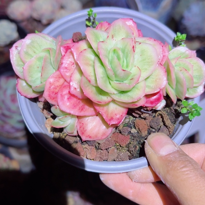 精品多肉植物老桩