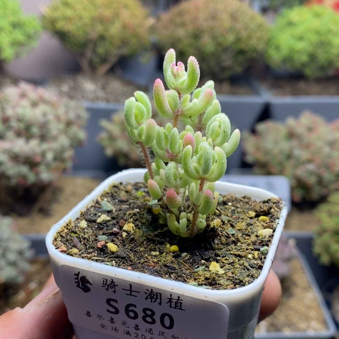 680红宝石锦枝干