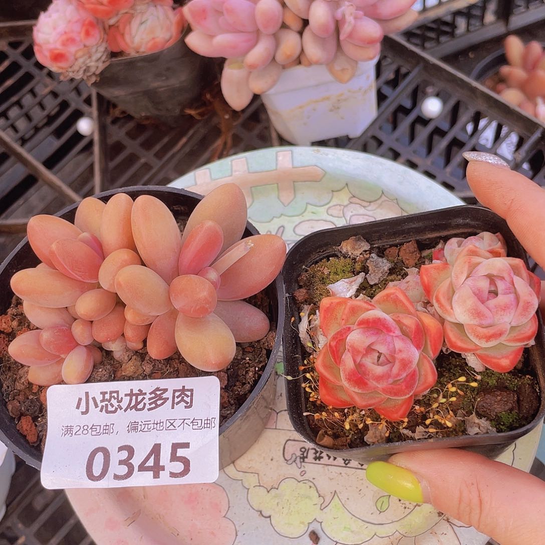 0345糖果美人送双头小可爱～