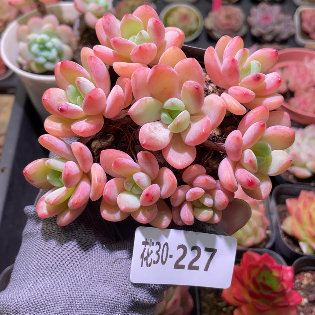 花利美30-227新品