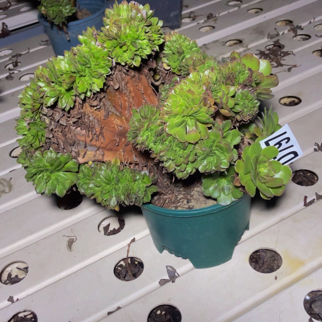 万圣节法师7//////11包邮