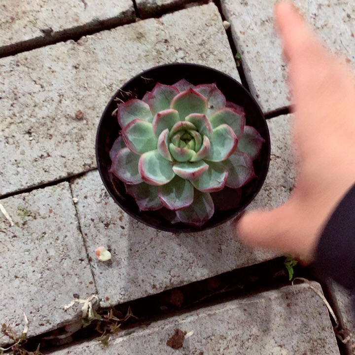 海荷。             