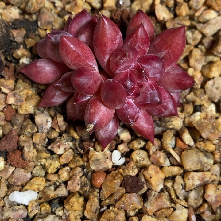 车厘子多肉植物多肉