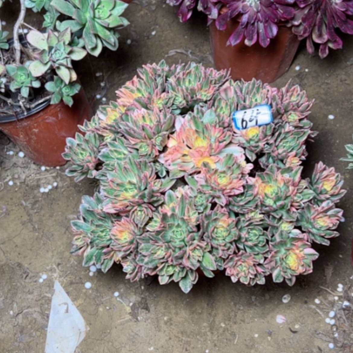 【闪购商品】多肉植物甜茶64