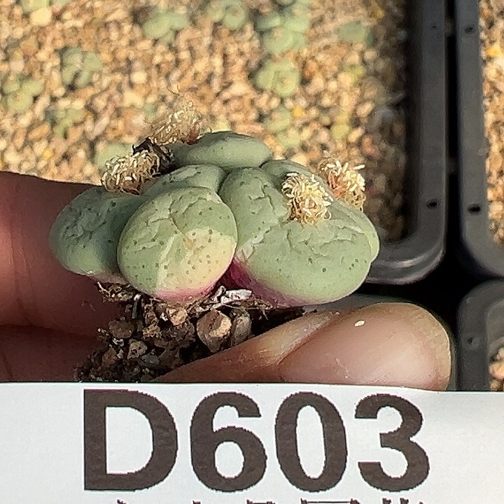 卡***一603号吕氏大饼錦zyyyxyzyyyxy