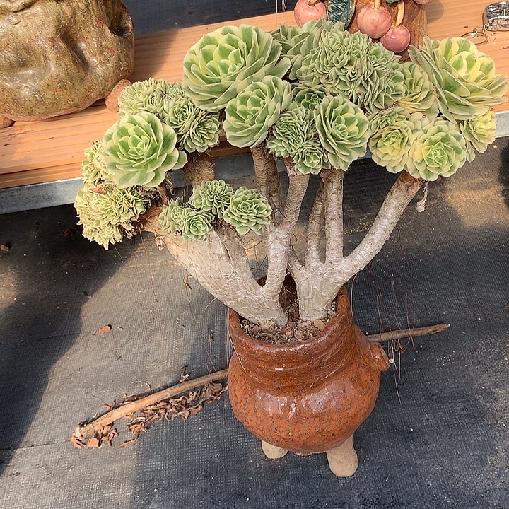 迈巴赫朵朵脱土发货啊