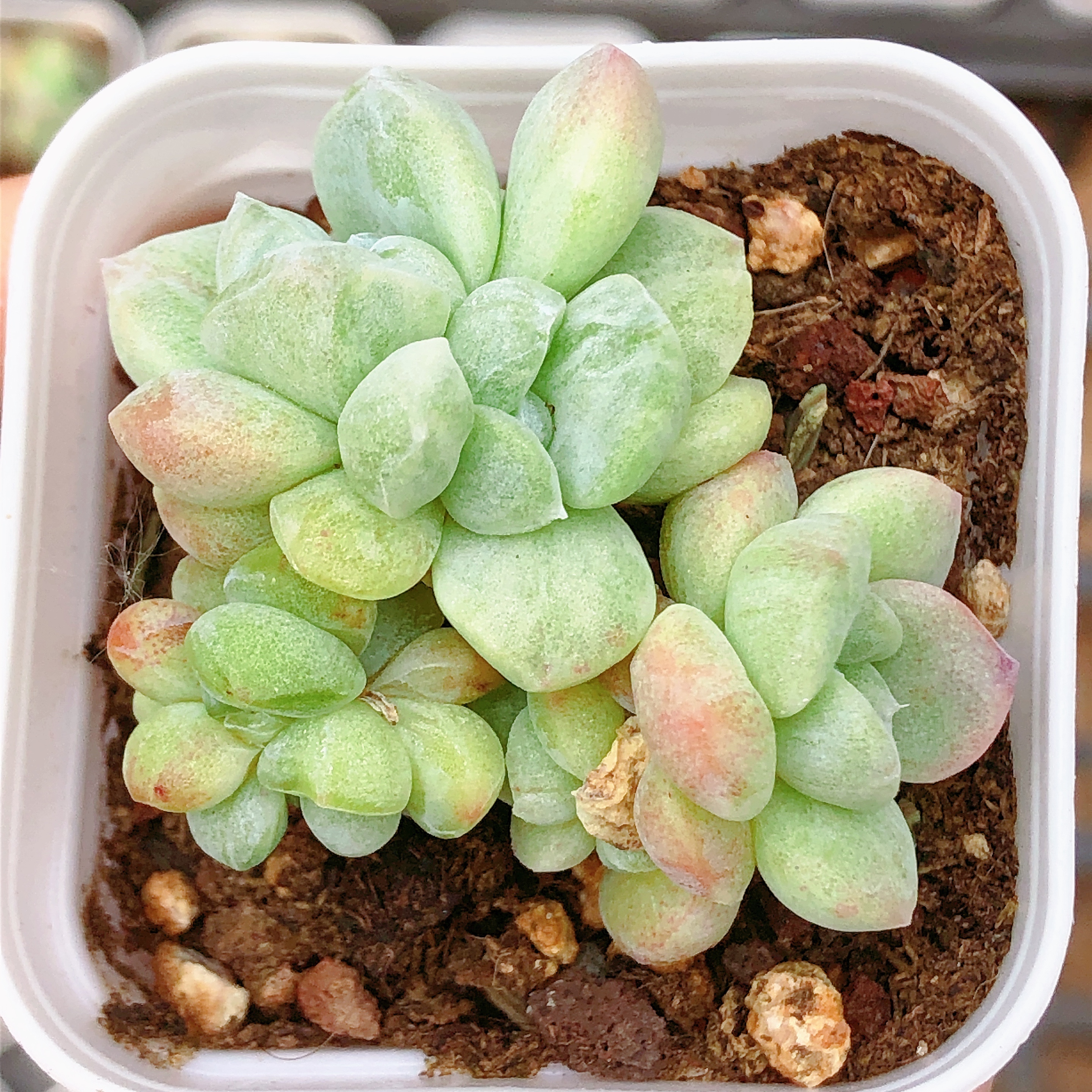 多肉植物   四头冰玉石化群一颗（尺寸3-4左右）全场满28包邮除偏远