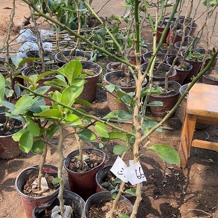 50多公分树型叶仙一颗编号66