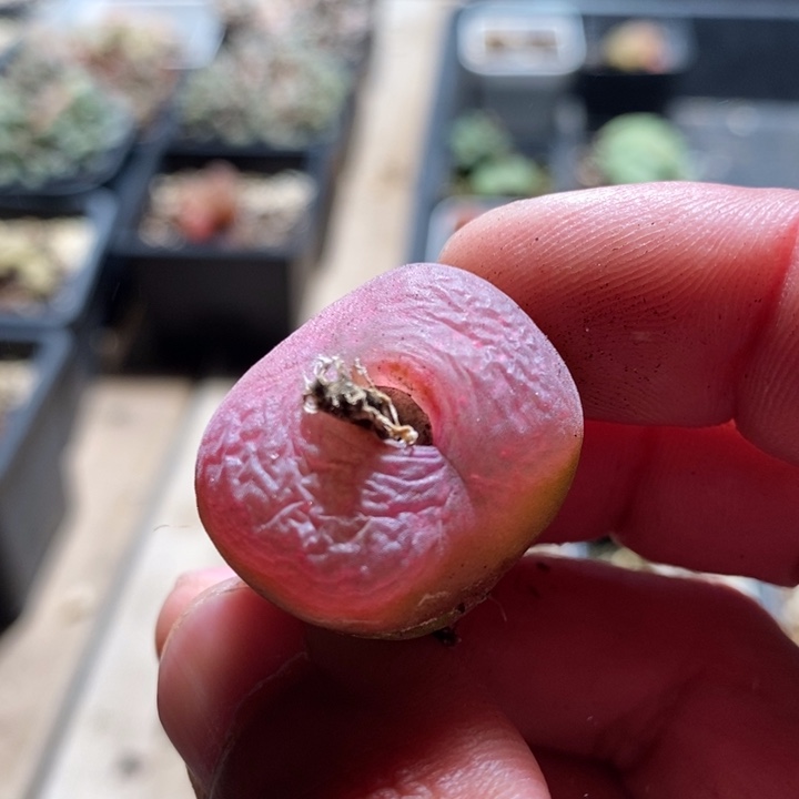 5145一个一个一个