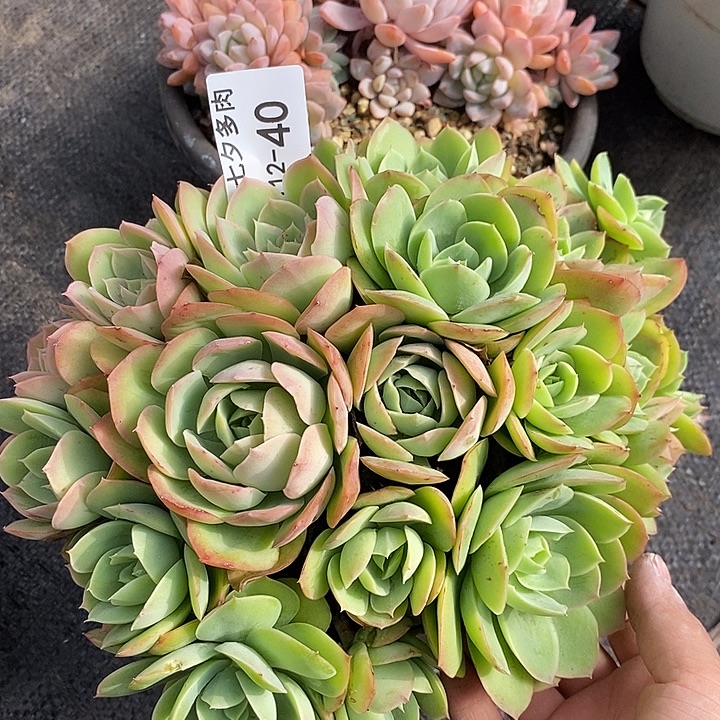 小七夕多肉桃花坞40