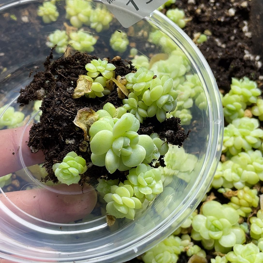 堇Q20不知名一物一拍199