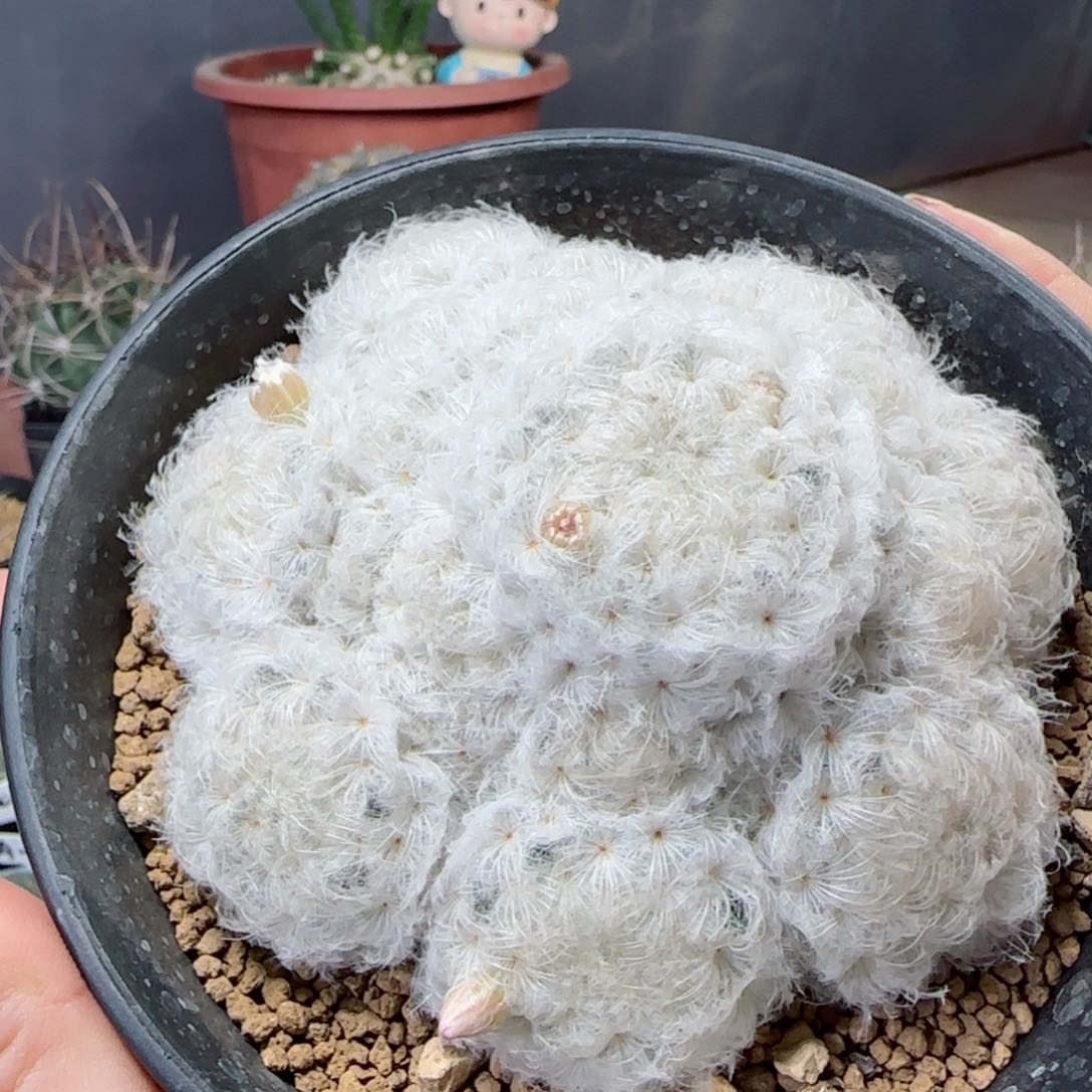 105实生日系鹤立羽白星多肉