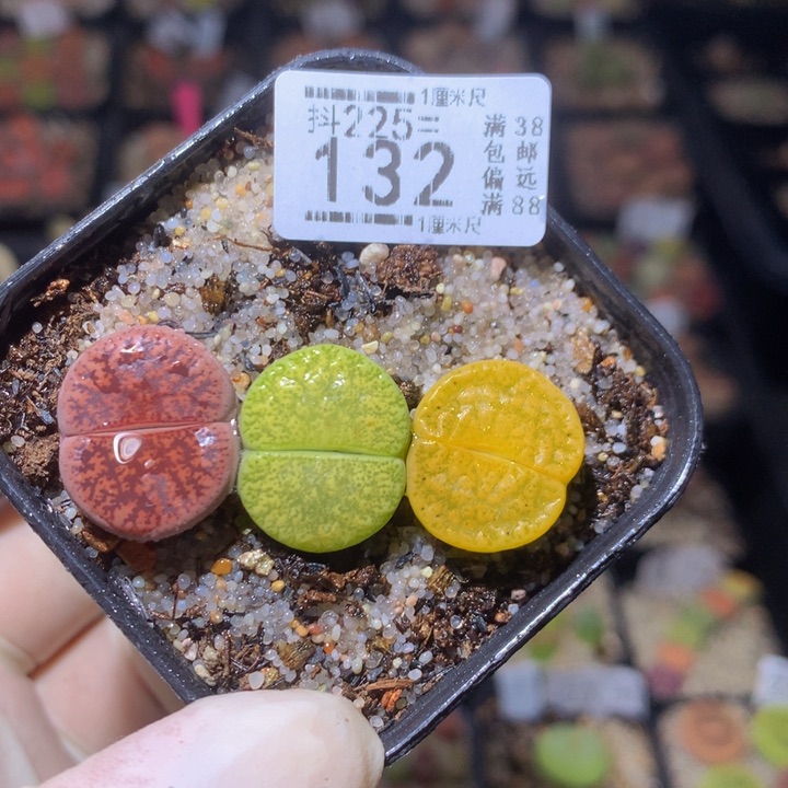 精品生石花225.132