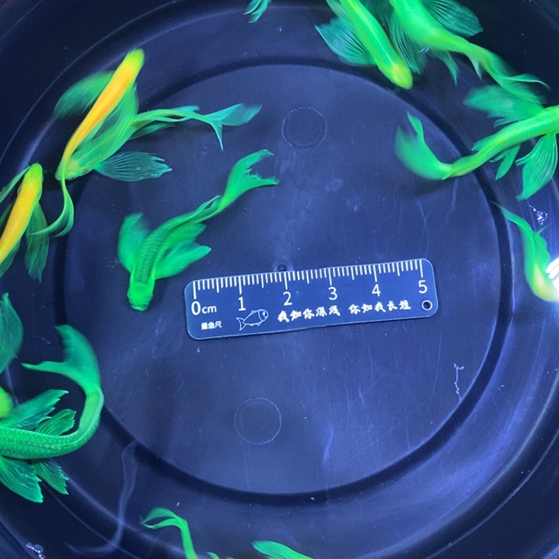 斑马鱼蝶翼斑马4厘米11条