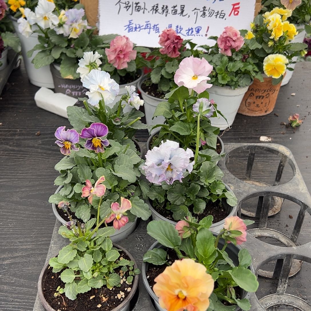 大部分花苞少量开放269号