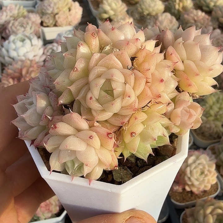 0113-16 优选麦秆捧花