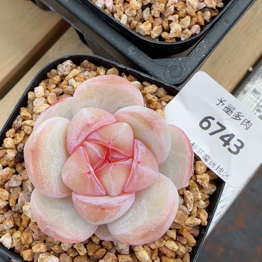 紫粉珍妮，6743多肉植物