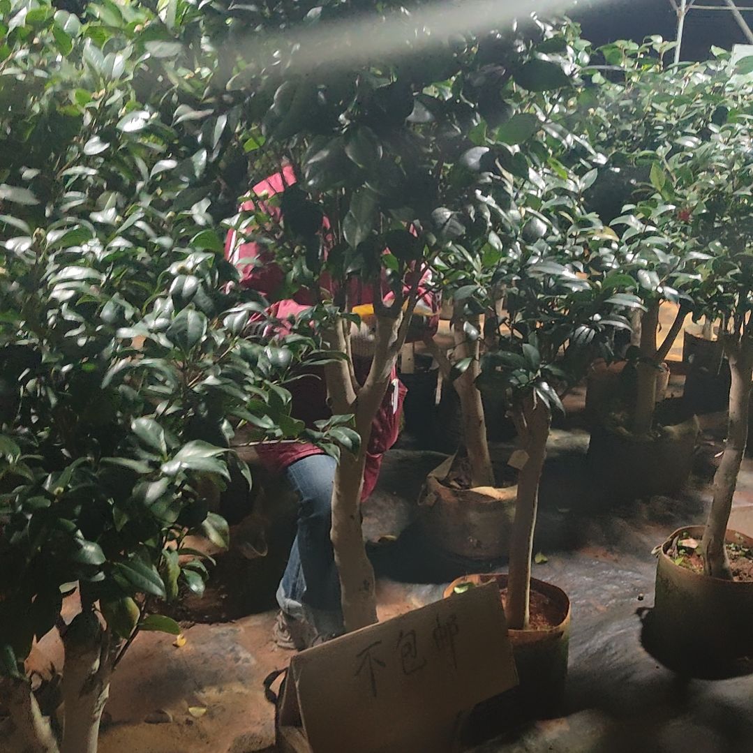 全部花苞女郎不包邮定金