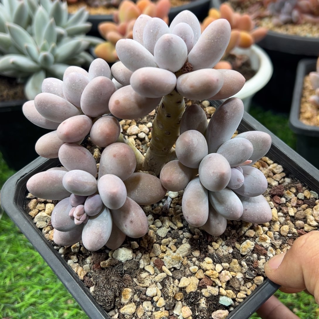 1211164 奶酪体汤圆