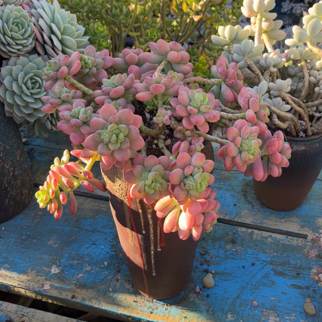 新疆西藏内蒙不发货，香格里拉