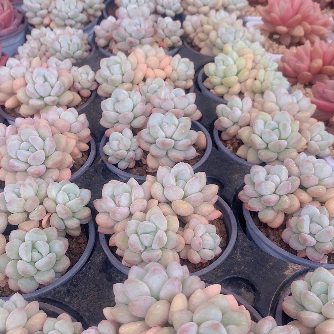 泡泡糖群45678999900