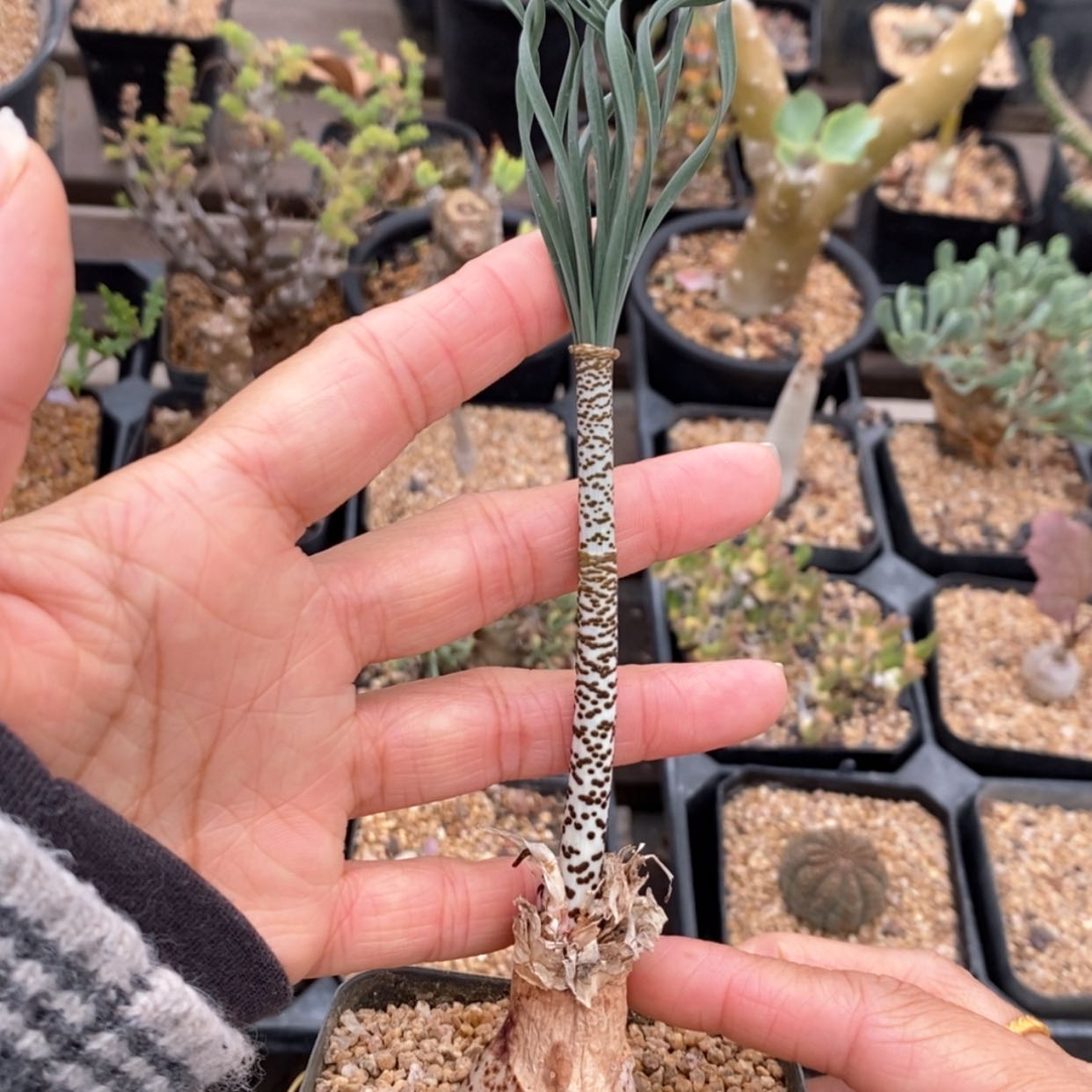 【闪购商品】GB 豹纹弹簧草