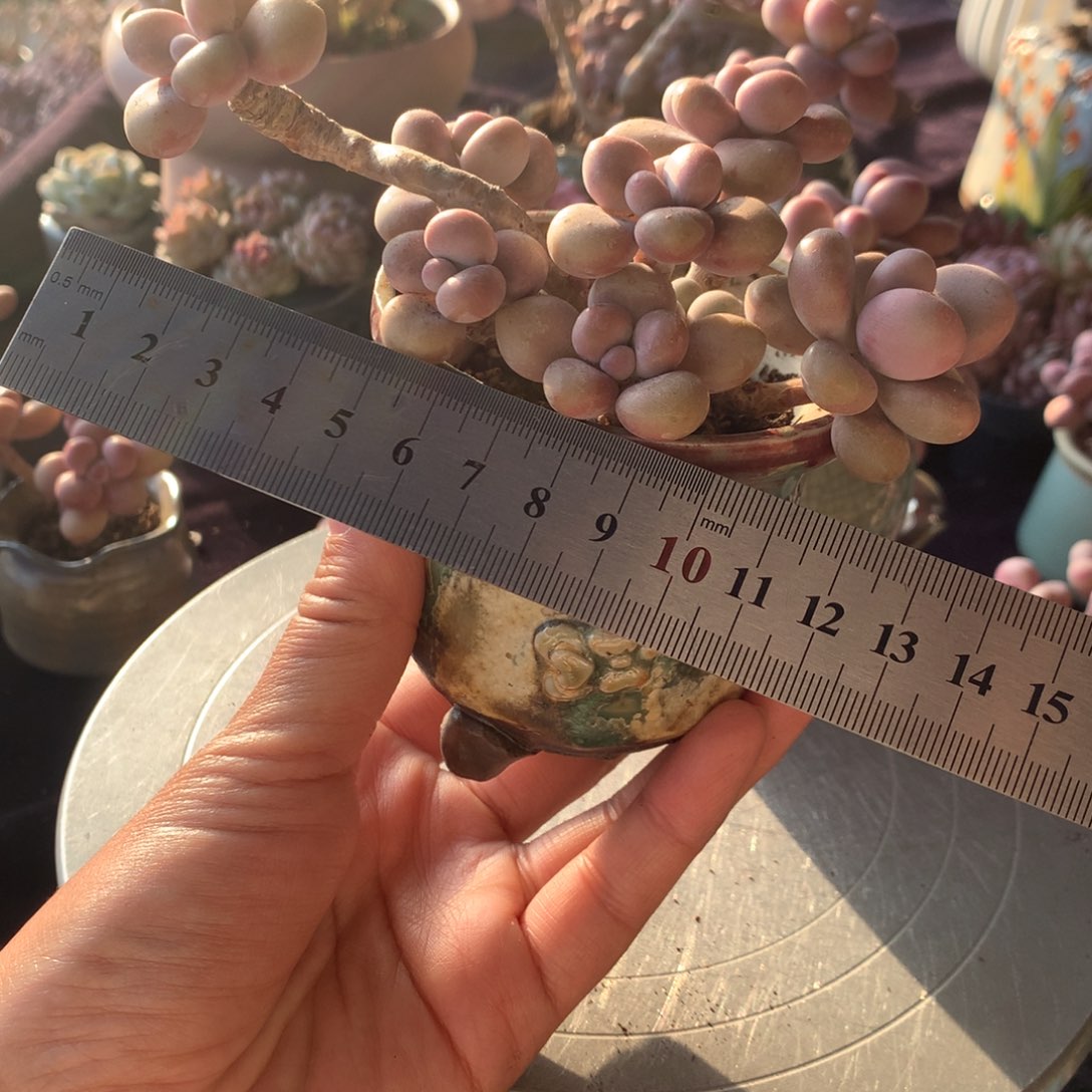 80号带盆偏远地区不包邮的