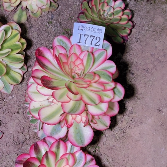 772荔枝多肉植物