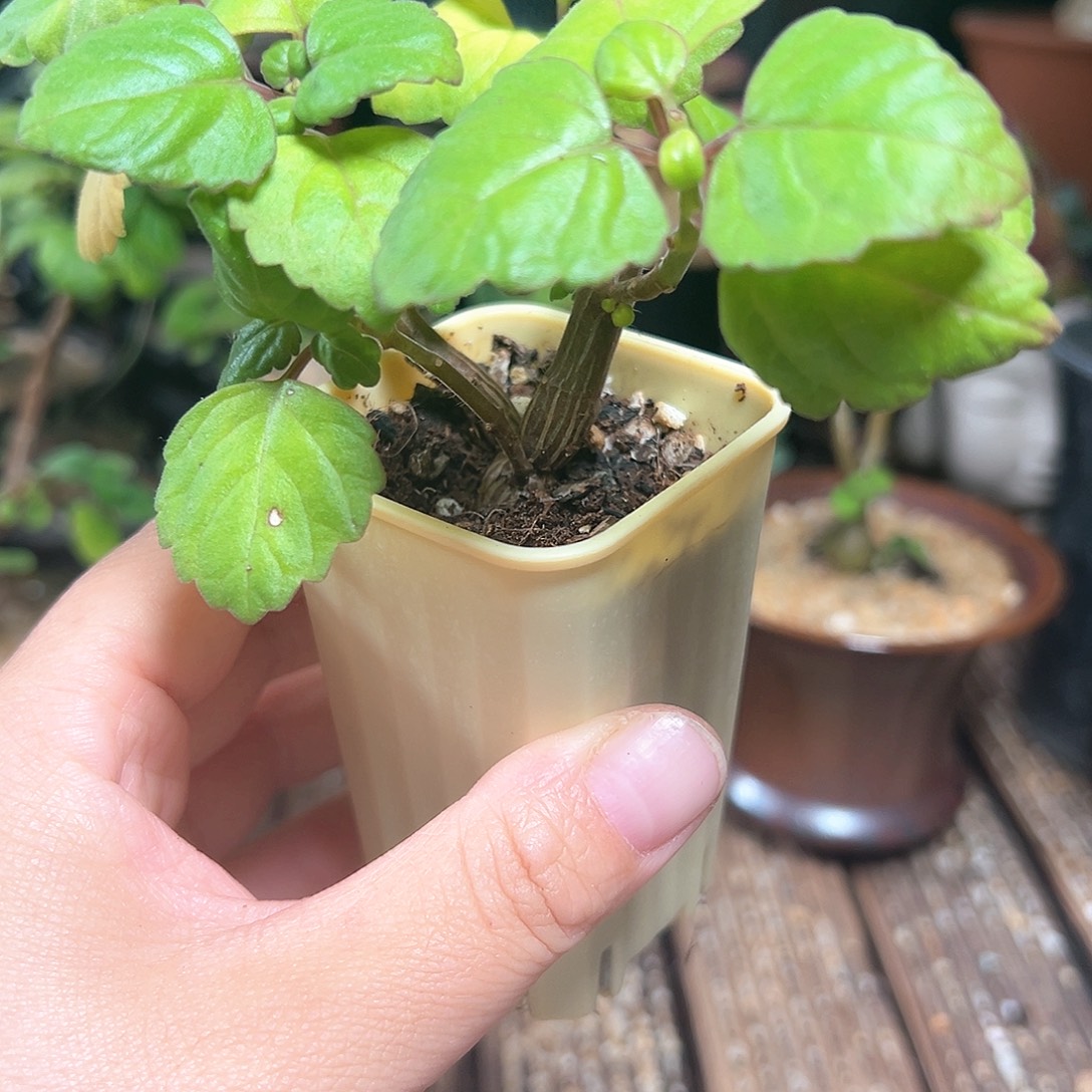 爱氏延命草带盆包邮